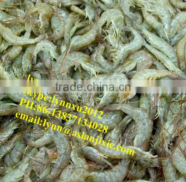 Shrimp Grading Machine/automatic Prawn Grader photo-4