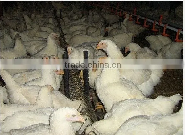 Automatic Breeder Chain Feeding System photo-5