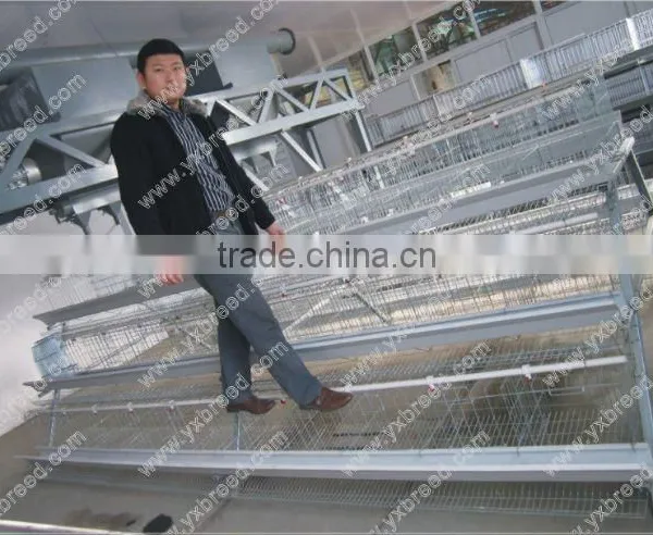 A Type Poultry Cage for Layer Chicken Farm House