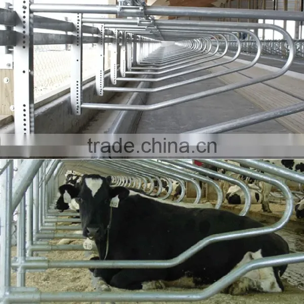 Farm Livestock Equipment for Cow Loops Cow Cubicle