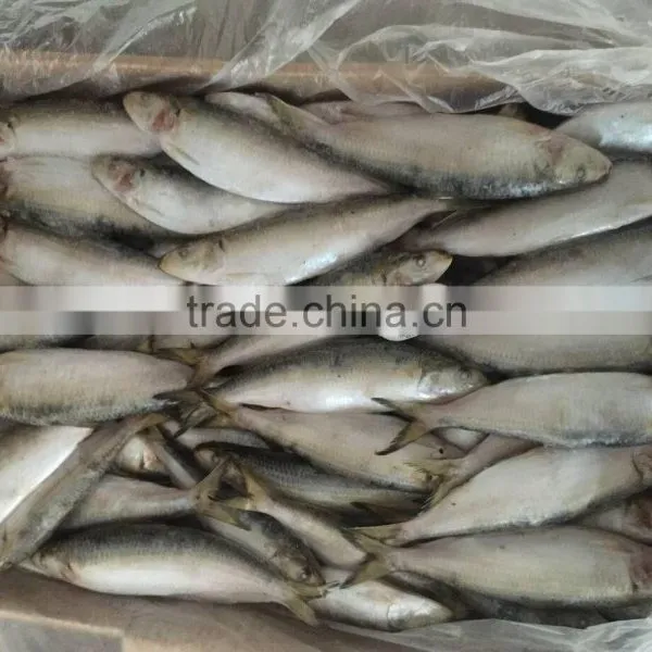 High Quality Machine Grade Canned Sardines Manufacturers With Cheapest Price photo-5