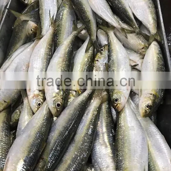 Sardin/ Pilchard/ Sardine/ Hisha/ Pangasius/ Mackerel/ Tilapia/ Promfet/ Cat Fish/ Catfish/ Dory Fish/ Tuna