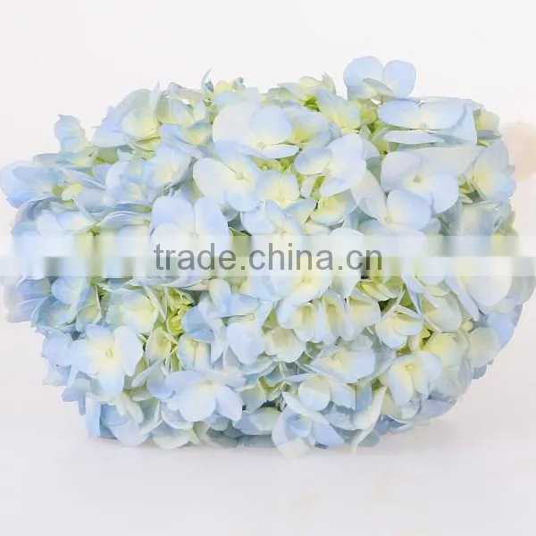 Wholesale Organic Fresh Cut Decorative Colorful Flowers Perfect For Mother's Day Hydrangea Flower photo-4