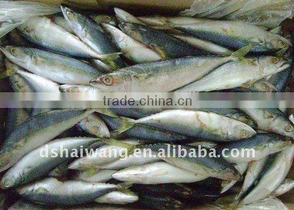 Frozen Pacific Mackerel Fish Seafrozen for Common Use photo-3