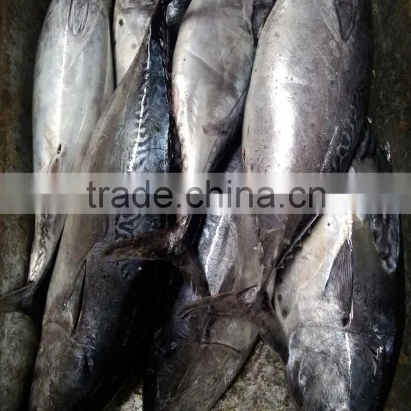 Frozen Auxis Thazard Bonito Tuna Fish WR photo-4