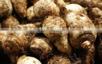 New Crop Taro Sale With Competitive Export Price