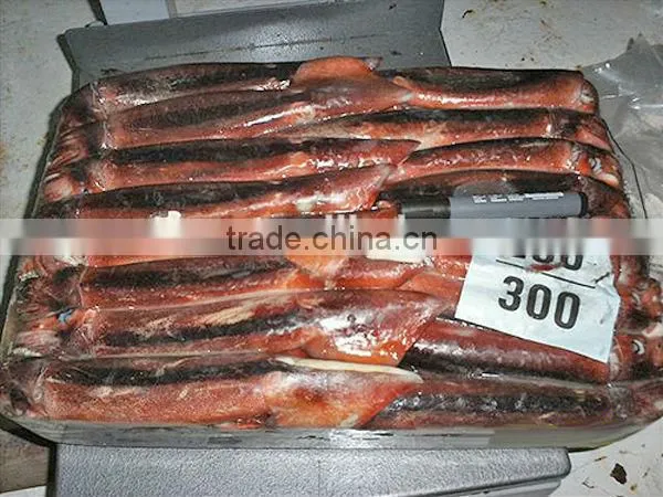 Frozen Argentina Illex Squid Best Selling Products