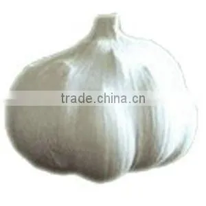 Pure White Garlic