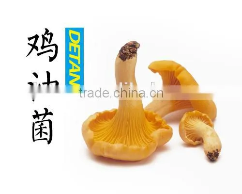 Dried Mushroom Cantharellus Cibarius photo-2