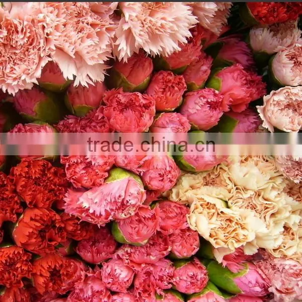Mother's Day Gift Fresh Carnation Flower Wholesale Price photo-3
