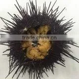 Live Sea Urchin