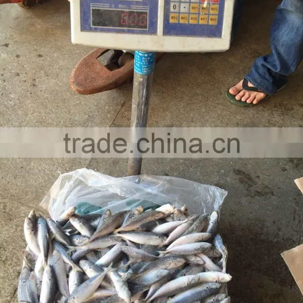 Superior Quality 18CM China Made Frozen Fresh Horse Mackerel photo-3