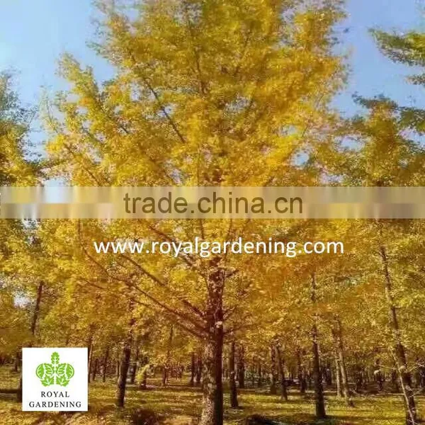 Ginkgo Biloba ( Deciduous Tree) for Cold Climate Landscaping Wholesale Export photo-6