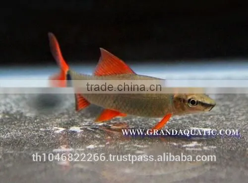 Rainbow Shark Fish/Ornamental Fish Thailand photo-2