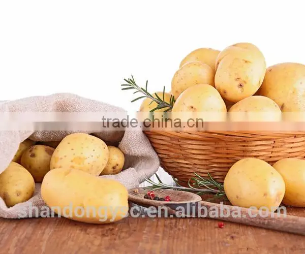 Sweet Fresh Potato photo-2