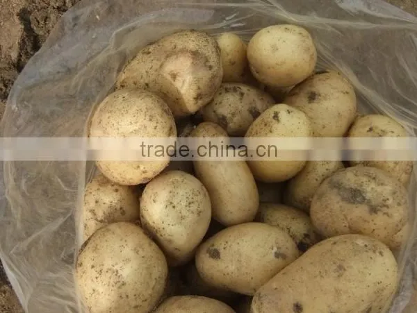 2015 Best Quality of the Potato in Anqiu photo-2