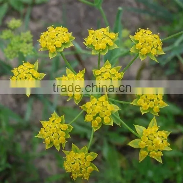 Pure and Natural Aromatheraphy Bupleurum Herbal Oil/Chinese Thorowax Root Extract photo-2