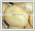 Potato