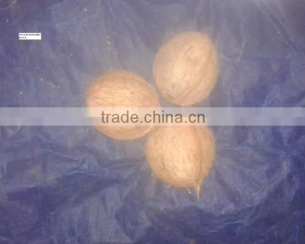 Delhi Coconuts photo-5