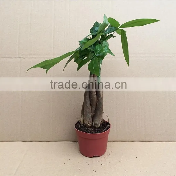 Medium Size Mini Money Tree photo-4