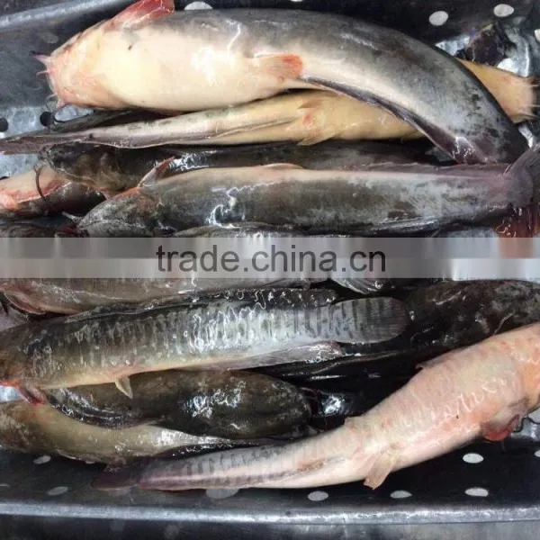 Frozen cat fish whole round