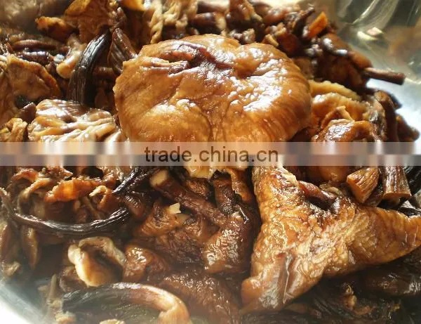 Mushroom Fungus photo-4