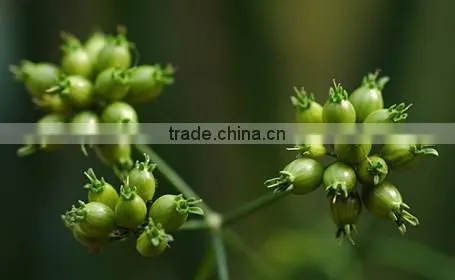 CORIANDER LEAF OIL photo-3