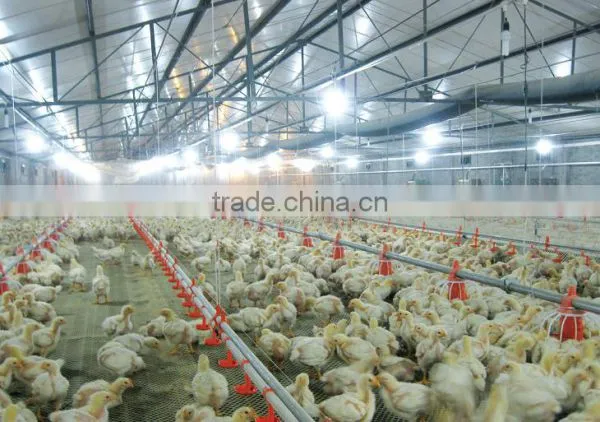 Automatic Poultry Equipment for Broiler Chicken photo-3