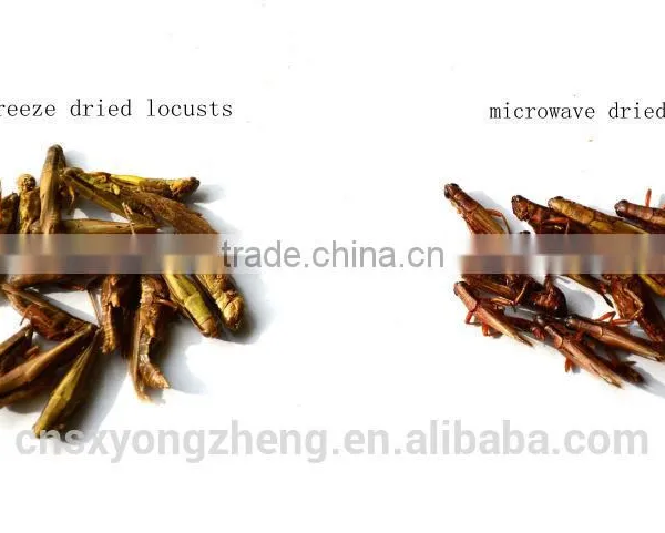 Dried Grasshopper For Bird Food photo-5