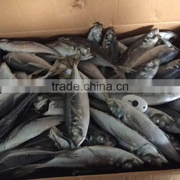 Horse Mackerel 20cm+ 2016 Seafrozen photo-3