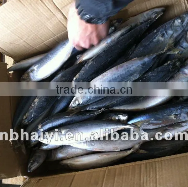 FRESH FROZEN MACKEREL Loaded 5.2012
