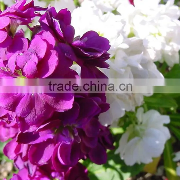Love Theme Top Sell Best Level Purple Violets photo-5