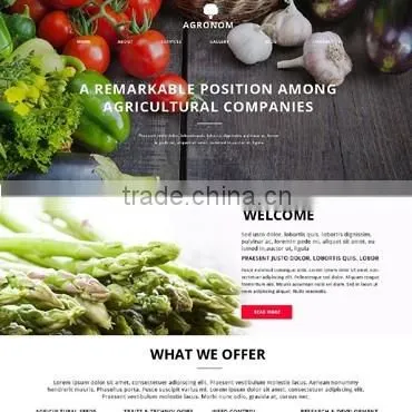 Website Web Design photo-4