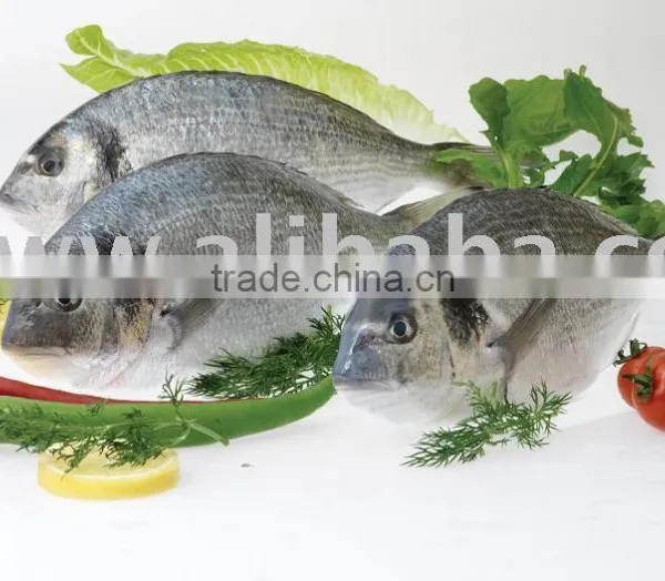Sea Bream