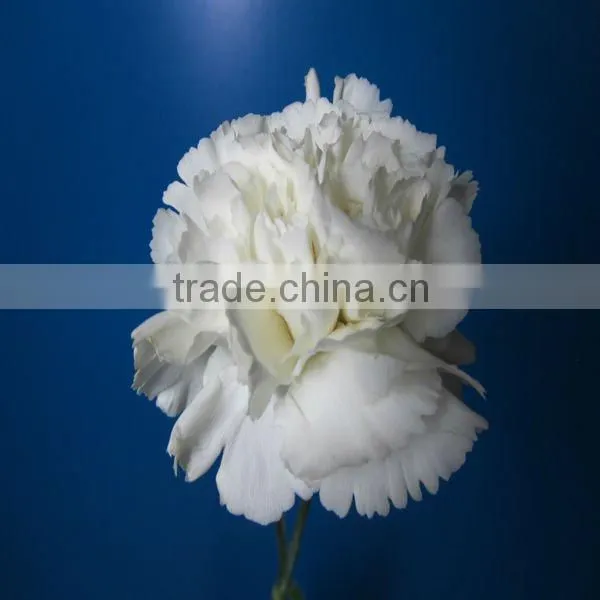 Exporters of Good Quality Fresh Cut Flowres Carnations in Bulk From Qingyi photo-4