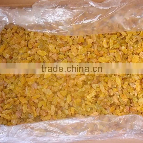 Top Quality AD Dried Golden Raisins for Sale photo-3