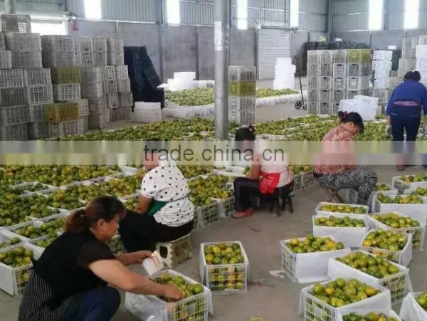 Fresh Mandarin Oranges in 2016 New Crop Sweet for Sale 9kg/box photo-6