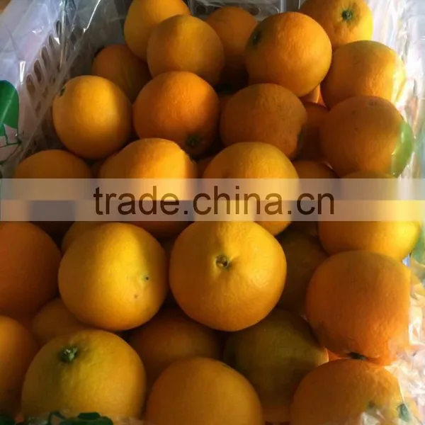 Fresh Sweet Naval Orange photo-5