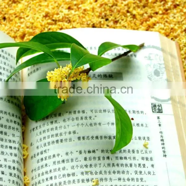 Sweet Osmanthus Sweet Olive Tea Olive Fragrant Olive Seeds for Growing Beautiful Flower Trees photo-2