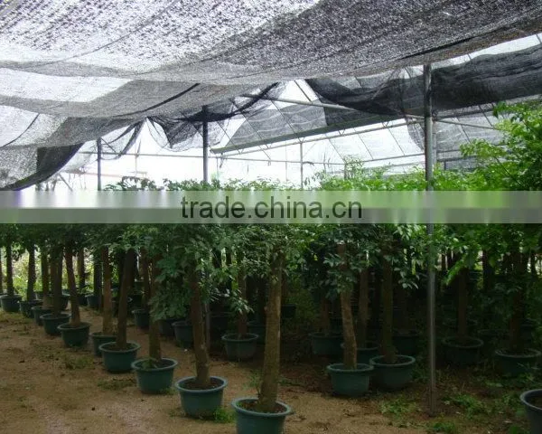 Heteropanax Fragrans (Roxb.) Seem of Indoor Outdoor Ornamental Bonsai Plants photo-3