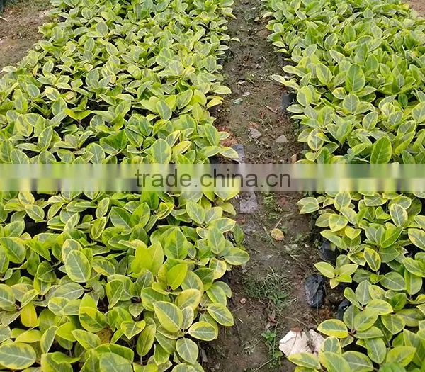 Ficus Elastica Roxb.'Schryver Iana' Tree Seedling photo-3