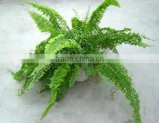 Nephrolepis Exaltata CV. Bostoniensis