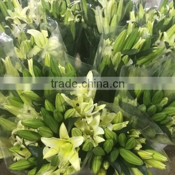 Decoration Lily Flower Fresh Cut Lily Flower Ornamental Flower photo-3