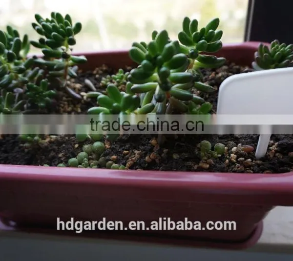 Hot Sale Colored Plastic Plant Marker Tag Wholesale photo-3