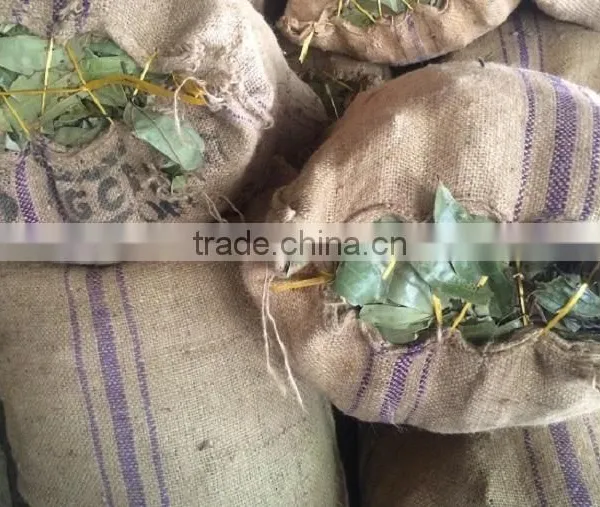Bay Leaf photo-2