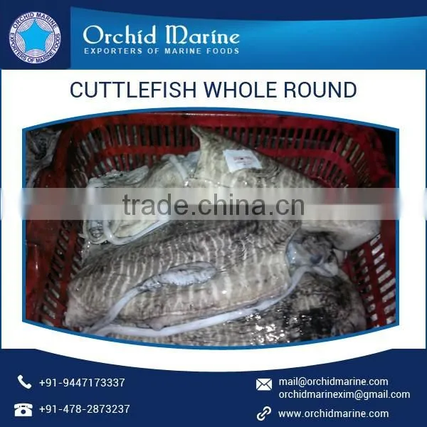 Trusted Quality Fresh and Organic Frozen Cuttlefish Whole Round photo-5