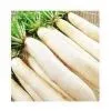 Fresh Whtie Radish