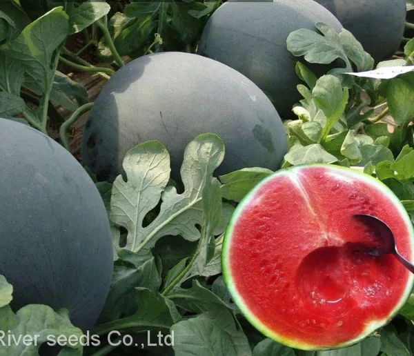 750pcs f1 Hybrid Red and Yellow Seedless Watermelon Seeds for Planting photo-3