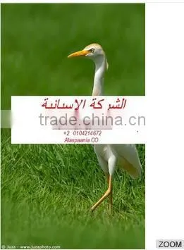 Egypt Clean Organic Pesticides Agriculture
