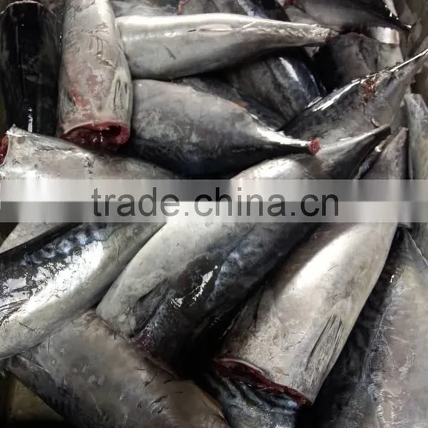 Frozen Best Quality Processed Bonito Tuna photo-3